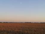 Abendstimmung auf einem Feld in Sassnitz am 19.07.2012