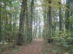 Im Wald bei Patzig am 25.Oktober 2013.