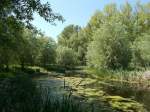 Versteckt in Patzig liegt dieser kleine Teich.Aufnahme vom 22.Mai 2014.