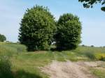 Einsame Bäume am Wegesrand bei Patzig am 22.Mai 2014.