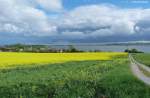 Rapsfelder bei Alt-Reddevitz auf der Reddevitzer Höft und dahinter die Hagensche Wiek -  Mönchgut auf Rügen (Mai 2011)