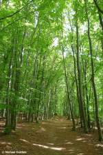 Endlich kam die Sonne mal durch - Buchenwald im Nationalpark Jasmund (gehört lt. Wikipedia teilweise auch zum UNESCO-Welterbe - Rügen, Mai 2011)