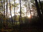 Herbststimmung durch den Buchenwald bei Göhren am 28.November 2014.