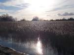 Sonne über dem Schilf am Wreechener See bei Neukamp am 08.Februar 2015.