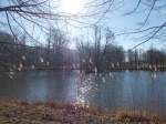 Auf einem der mehreren Teiche im Schloßpark Pansevitz gibt es diese kleine Insel.Aufgenommen am 08.März 2015.