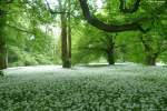 Schon von weitem zu riechen: Bärlauch im Schlosspark von Putbus (Rügen, Mai 2011)