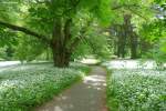 Schon von weitem zu riechen: Bärlauch im Schlosspark von Putbus (Rügen, Mai 2011)
