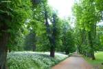 Allee und Bärlauch im Schlosspark von Putbus (Rügen, Mai 2011)
