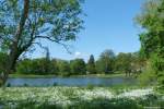 Teichanlage und Bärlauch im Schlosspark von Putbus (Rügen, Mai 2011)