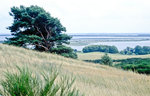 Fliederberg auf der Insel Hiddensee. Bild vom Dia. Aufnahme: August 2001.