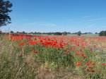 Wenn der Mohn auf Rügen blüht,sieht man des Öfteren parkende Auto`s am Straßenrand, wo ausgestiegen wird und der rot,blühende Mohn fotografiert wird.Am 07.Juni 2016 hatte ich