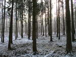 Winter im Wald bei Tilzow am 21.Dezember 2021.