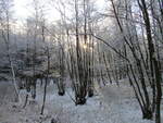 Verschneiter Wald bei Tilzow am 21.Dezember 2021.