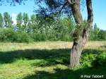 Ein Weidenbaum bei Hgenow Land (07.08.06).