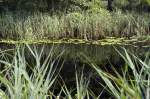 Müritz-Nationalpark - Stilles Wasser im Graziner See.