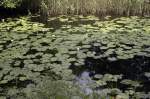 Müritz-Nationalpark: Wasserrosen am Woterfitzsee.