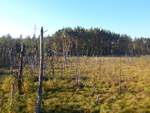 Eine herrliche Sumpflandschaft im Müritz-Nationalpark.