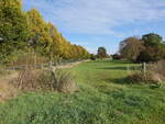 Alleestra�e bei R�bel/M�ritz, Lkr. Mecklenburgische Seenplatte (16.10.2026)