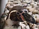 Pinguin im Rostocker Zoo