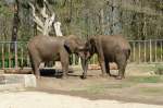 Elefanten im Rostocker Zoo