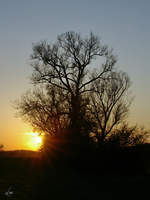 Ein alter Baum bei Linstow.