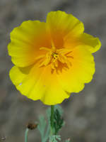 Eine Blume blüht auf einem abgeernteten Acker bei Linstow.