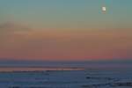 Whrend die Wasservgel am Eisrand ausharren, beleuchtet der Mond die Szenerie.