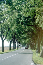 Allee an der B111 zwischen Wollgast und Lühmannsdorf.