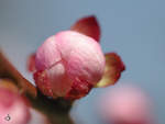 Makroaufnahme einer Aprikosenblüte. (Jarmen, April 2009)