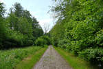 Das alte Kopfsteinpflaster einer kaum genutzten Straße führt durch den Müssentiner Wald.