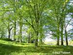 Frisches Grn am 1. Mai in Stralsund.
