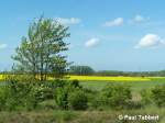 Blick auf ein Rapsfeld in Stralsund-Freienlande (10.05.07).