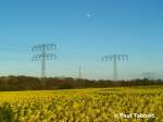 Ein Rapsfeld am Stadtrand von Stralsund, 29.04.07.