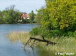 Ein umgeknickter Baumstamm am Knieperteich in Stralsund (1.Mai 2007). 