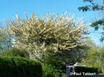 Ein Kirschbaum in voller Bltenpracht in einer Kleingartenanlage in Stralsund Garbodenhagen (29.04.07).