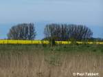 Eine Baumgruppe bei Stralsund (30.04.07).