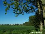 Feldrand bei Stralsund, Ortsteil Freienlande (18.05.07).