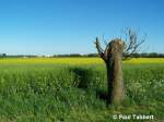 Ein Rapsfeld bei Stralsund (18.05.07).