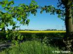 Blick auf ein Rapsfeld am Stadtrand von Stralsund (18.05.07).