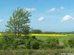 Frhlingslandschaft bei Stralsund/Freienlande, 10. Mai 2007.