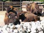 bei einem Zoo Rundgang in Stralsund leider sind diese herlichen Bisons nicht mehr zu sehen da sie verstorben sind