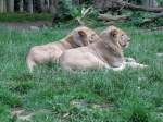 zwei der sechs geborenen Lwenbaby im Zoo Stralsund inzwischen sind sie schon bald keine Baby mehr