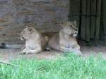 diese beiden Löwinnen sieht man im Zoo von Stralsund