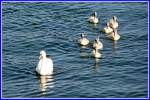  Alle mir nach  - Familie Schwan macht einen Ausflug