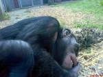 Sich langweilender Vorfahre man konnte machen was man wollte dieser Schimpanse war nicht zu bewegen seine Lage zu ndern vielleicht hatte er es satt stndig fotografiert zu werden