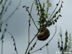Eine Schnecke beim schlafen.
