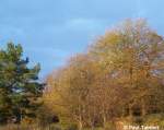 Wunderschnes Herbstwetter am 04.11.06 in Stralsund.