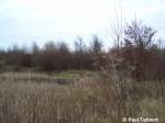 Blick ber den kleinen verdreckten Tmpel, in dem manchmal sogar Enten brten (Stralsund, 27.02.07).