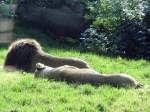 Auch ein Löwenpaar muß sich von den Strapzen der vielen Besuchern erholen
