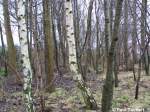 Man sieht den Wald vor lauter Bumen nicht! Stralsund, am 26.02.07.